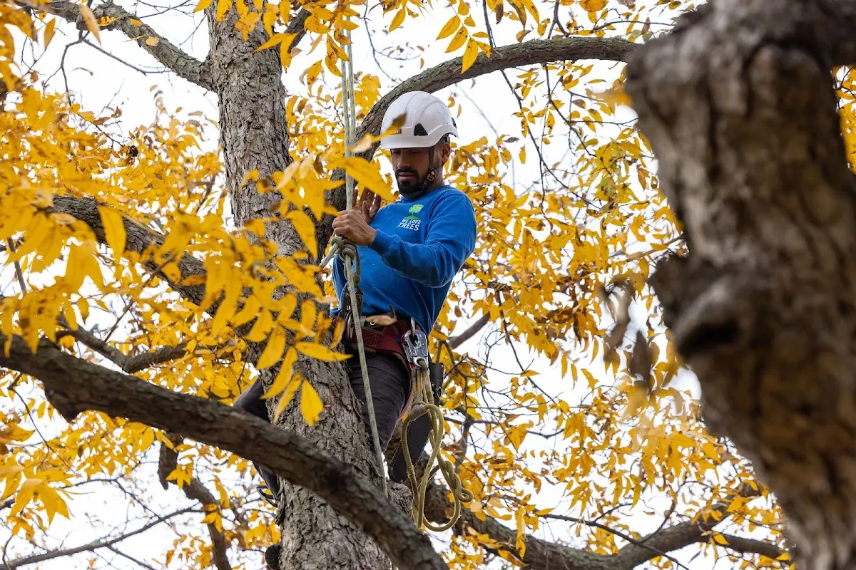 Skilled Tree Planing crew working in Fredonia